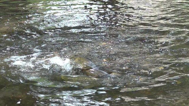 Fraie des carpes au printemps, 480fps ralenti X8/59,94fps