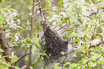 Eastern Tent Caterpillar (Malacosoma americana).