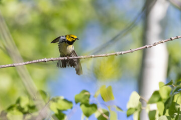 black-throated green warbler (Setophaga virens)