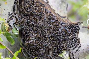 Eastern Tent Caterpillar (Malacosoma americana).