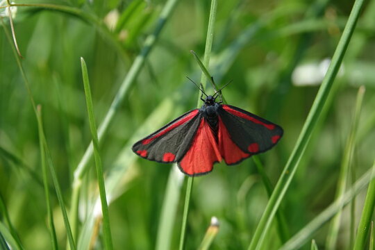 cinnabar moth (Tyria jacobaeae)