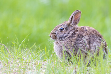 Eastern cottontail (Sylvilagus floridanus) in spring