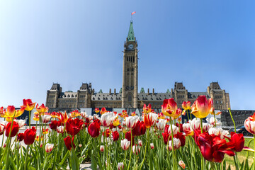 Ottawa during the tulips festival  - 605776124