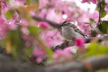 chipping sparrow (Spizella passerina) in apple tree flowers