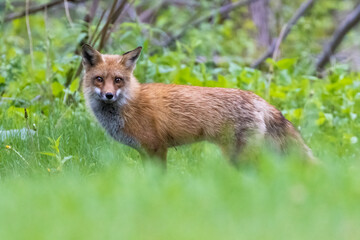 Naklejka na ściany i meble Male red Fox in spring