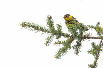 Cape May warbler (Setophaga tigrina) 
