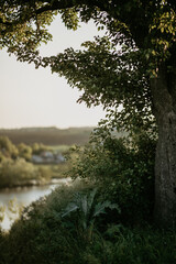 tree on the background of the river