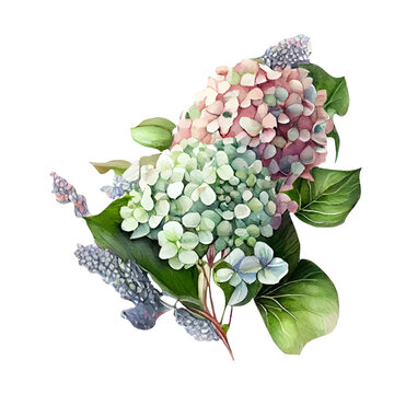 watercolor hydrangea