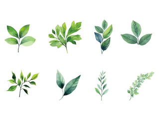 Green Beauty: Exploring the diversity of leaves and plants