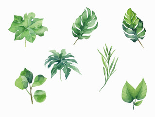 Set of green wild leaves in watercolor. Botanical white background
