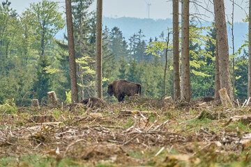 European wood Bison, also Wisent at Rothaarsteig, Sauerland.