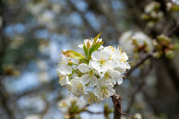 Cherry blossoms blooming on a cherry tree in springtime	