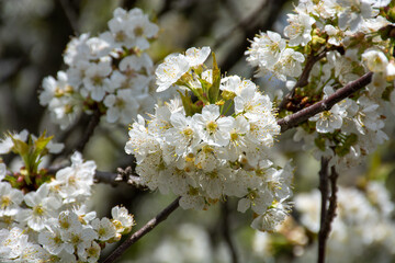 Clusters of cherry blossoms in springtime