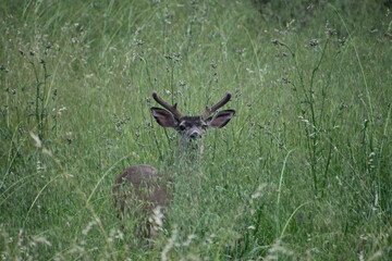 deer in the grass