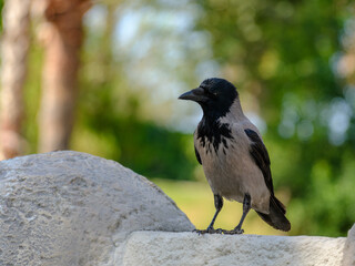 a crow in the park