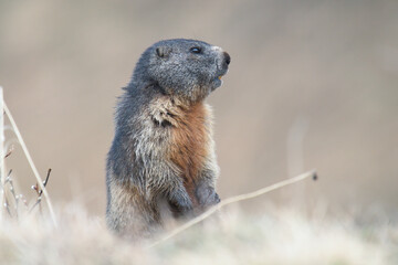 a marmot to his cave in the alps, the national park hohe tauern in austria, at a spring morning after hibernation
