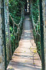 Bridge in jungle