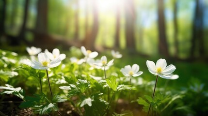 Beautiful white flowers of anemones in spring in a forest close-up in sunlight in nature. Spring forest landscape with flowering primroses