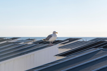 Lonely seagull at sunset by the sea, sitting on the roof of a beach house