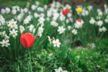 Fototapeta premium Beautiful spring garden. Red tulip, lots of white daffodils. horticulture, floriculture