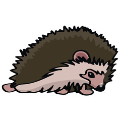 Little Cute Hedgehog