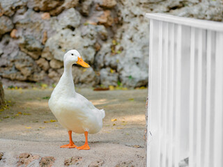 a cute duck on the farm
