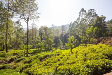 Fotobehang Tea plantation © Galyna Andrushko