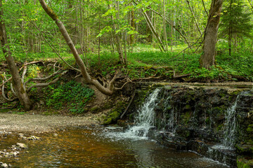 Forest scene with Ivande waterfall in May in Latvia