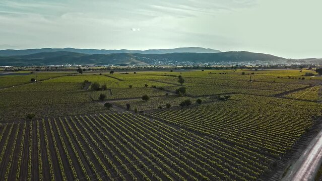 Agricultural and vineyard field drone footage