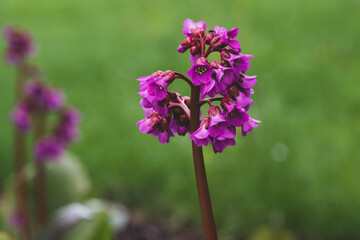 Obraz premium Bergenia crassifolia heartleaf elefant ears flowers in bloom, bright pink purple flowering springtime plant