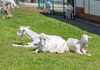 Three white goats are resting on green grass against the backdrop of a paddock on a sunny day.