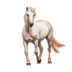 Obraz premium A beautiful white horse