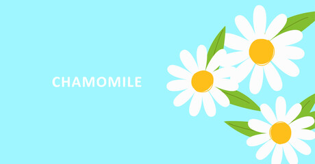 White simple chamomile with leaves on a blue background. For health, tea, nature design concepts. Stylized daisies for advertising.
