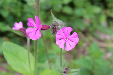 Rote Lichtnelke, Leimkraut