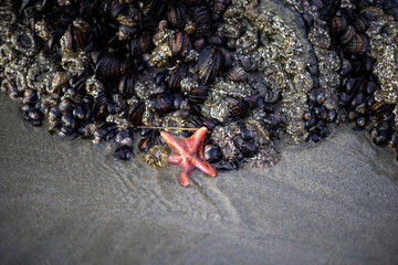 starfish in the tide pool