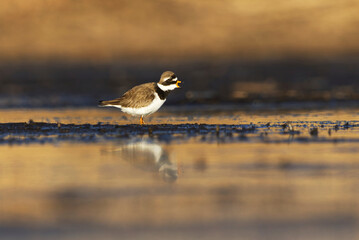 Common ringed plover or ringed plover (Charadrius hiaticula) calling in the wetlands in spring.