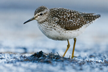 Wood sandpiper (Tringa glareola) feeding in the wetlands in spring.