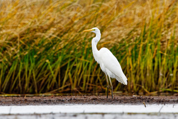 Great egret (Ardea alba) standing in the wetlands in autumn.
