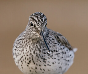 Common greenshank (tringa nebularia) closeup in spring.
