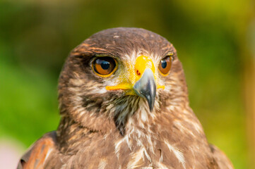 Aguila de harris de cetreria.
