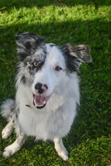 border collie in the park on a sunny day