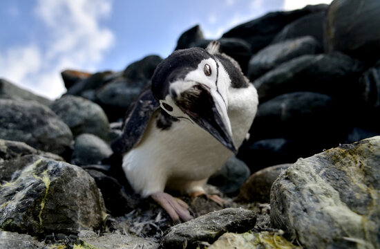 penguin on the rocks