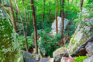 Overlooking a dense forest from a high vantage point standing on a rock.