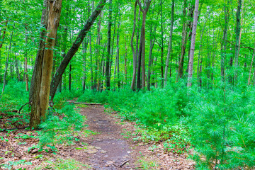 A trail in the forest on an overcast day with small shrubs and young trees.