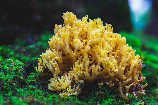 A Ramaria Flava, or coral mushroom in Coopers Rock State Forest.