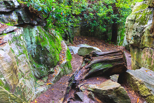On the path through the woods at Coopers Rock State Forest in West Virginia.
