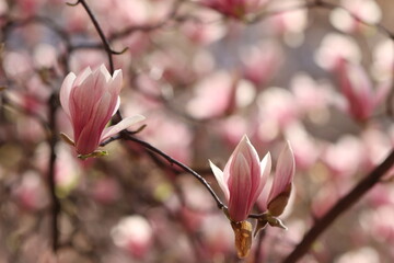 fiori rosa di magnolia