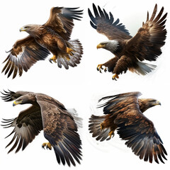 Obraz premium bald eagle in flight