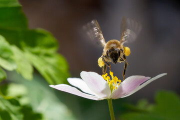 Schwirrende Biene in Vorderansicht (Westliche Honigbiene - Apis mellifera) mit gesammeltem Pollen...