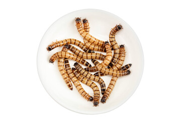 Worms larvae zophobas in ceramic bowl isolated on white background. Food for exotic animals. Top view. Flat lay